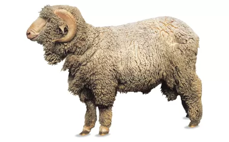 Khwab mein Dumba Dekhna Ki Tabeer in Urdu