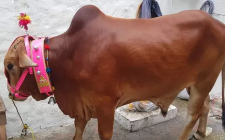 Khwab mein Bachra Dekhna Ki Tabeer in Urdu