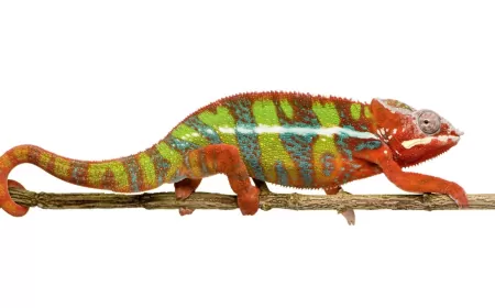 Khwab mein Girgit Dekhna Ki Tabeer in Urdu