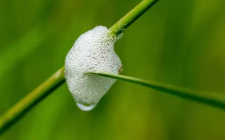 Khwab mein Thook Dekhna Ki Tabeer in Urdu