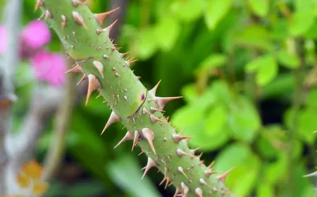 Khwab mein Kanta Dekhna Ki Tabeer in Urdu