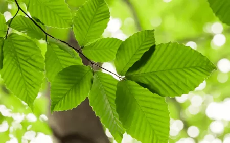 Khwab mein Pattay Dekhna Ki Tabeer in Urdu
