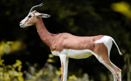 Khwab mein Hiran Dekhna Ki Tabeer in Urdu