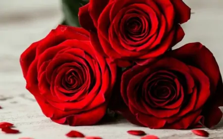 Khwab Mein Gulab Dekhna Ki Tabeer in Urdu